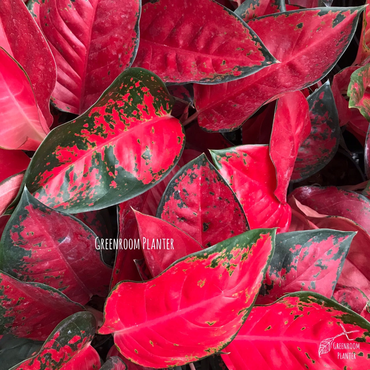 aglaonema suksom care Aglaonema Suksom Jaipong – Greenroom Planter