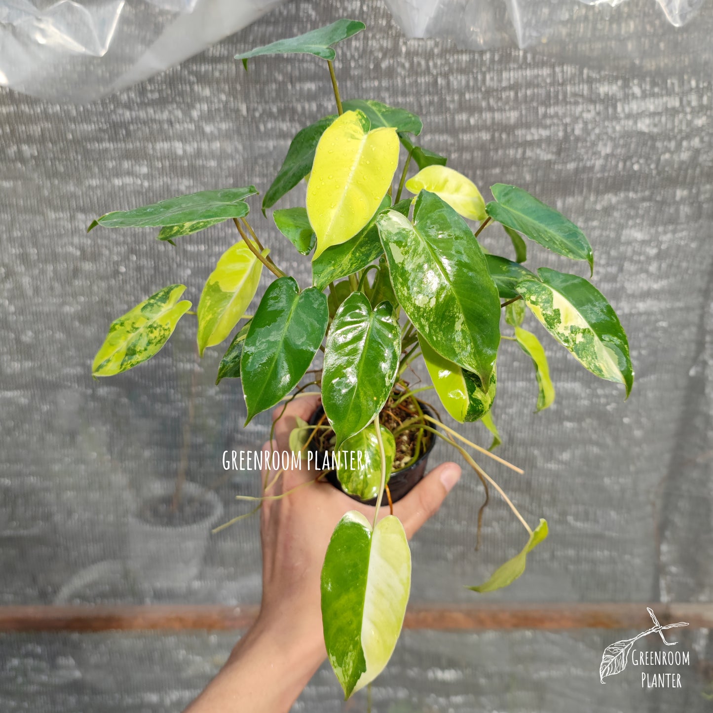 Philodendron Burle Marxii Variegated