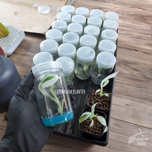 Rare plant that is must have for variegated plant lovers. Beautiful variegated banana tree with white, mint and green strips on the leaves. Photo by Greenroom Planter