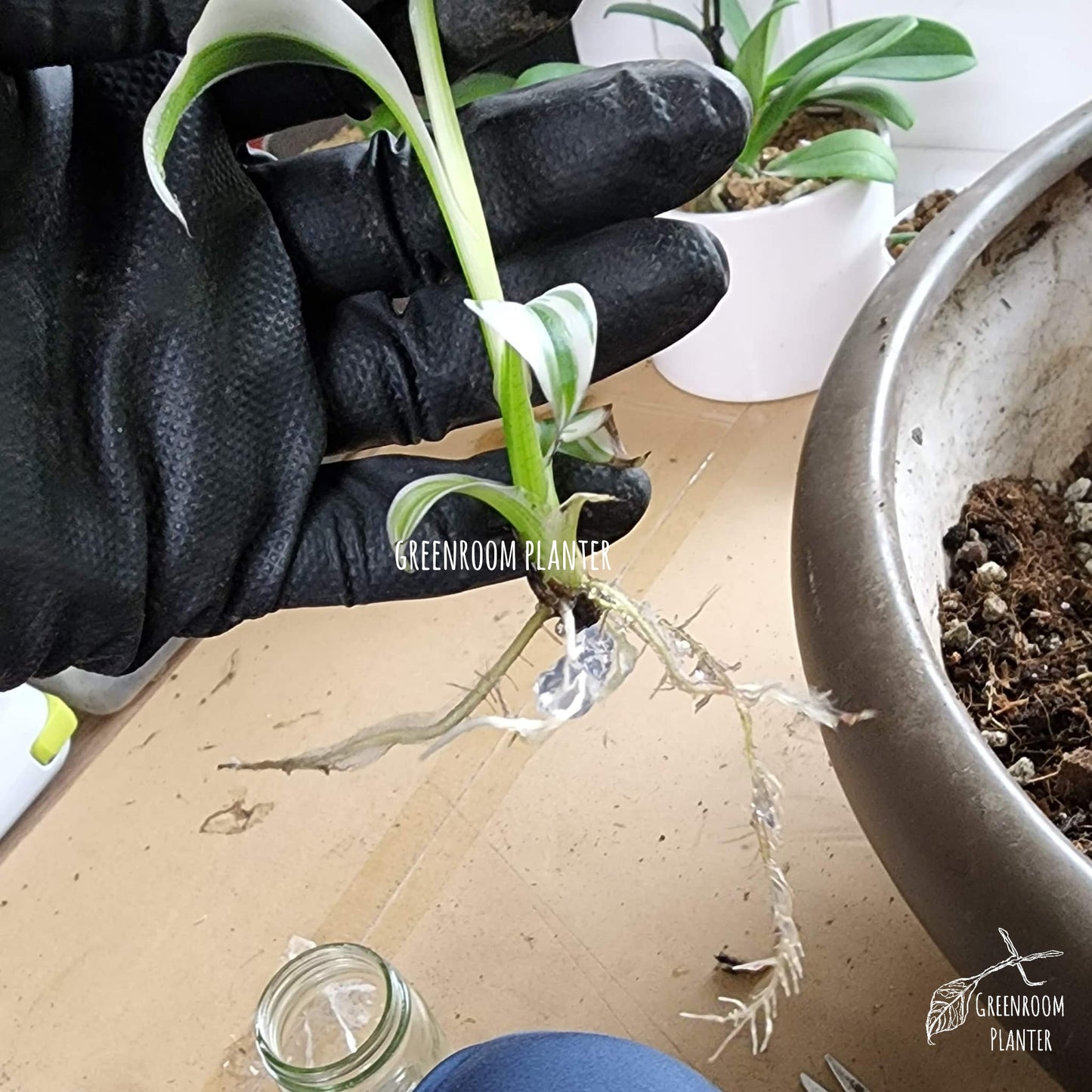 US STOCK AVAILABLE FOR PICKUP - ACCLIMATED - VARIEGATED MUSA FLORIDA - TISSUE CULTURE - FREE SHIPPING FOR IN STOCK ITEM