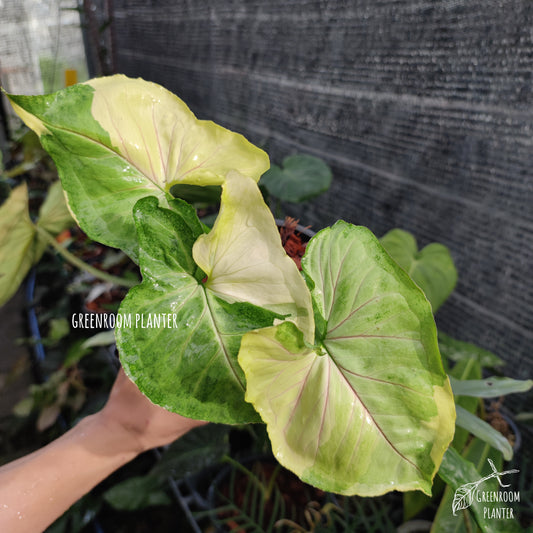 A brand new Syngonium, Orm Thong Variegated. Yellow variegation crash with green pattern & pink veins. Photo by Greenroom Planter