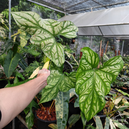 Cercetis Mirabillis - Fully Rooted - Large Size by Greenroom Planter