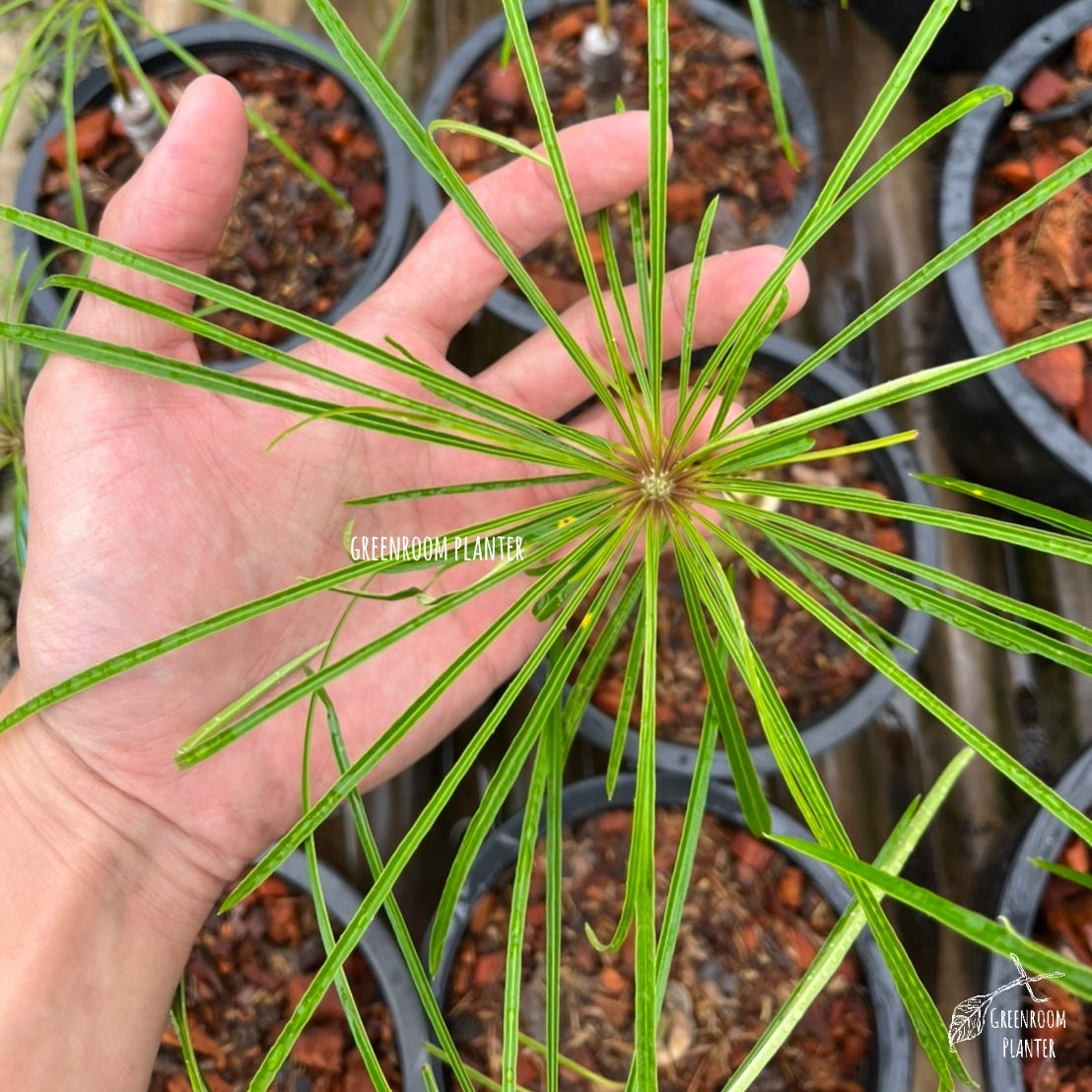 Plumeria Filifolia has a unique needle like leaf, from Cuba. All plants are grafted with fully rooted plant. Photo by Greenroom Planter