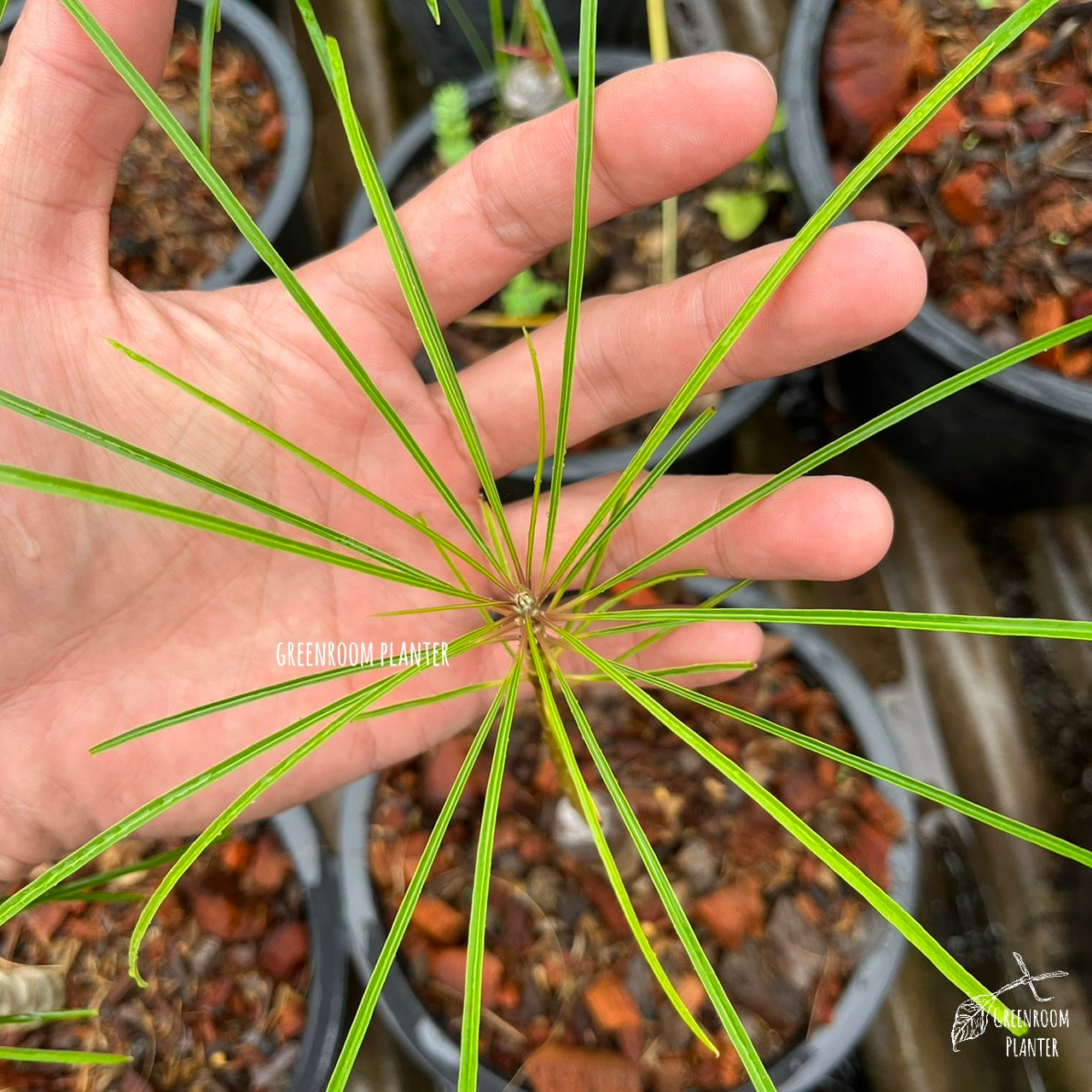 Plumeria Filifolia has a unique needle like leaf, from Cuba. All plants are grafted with fully rooted plant. Photo by Greenroom Planter