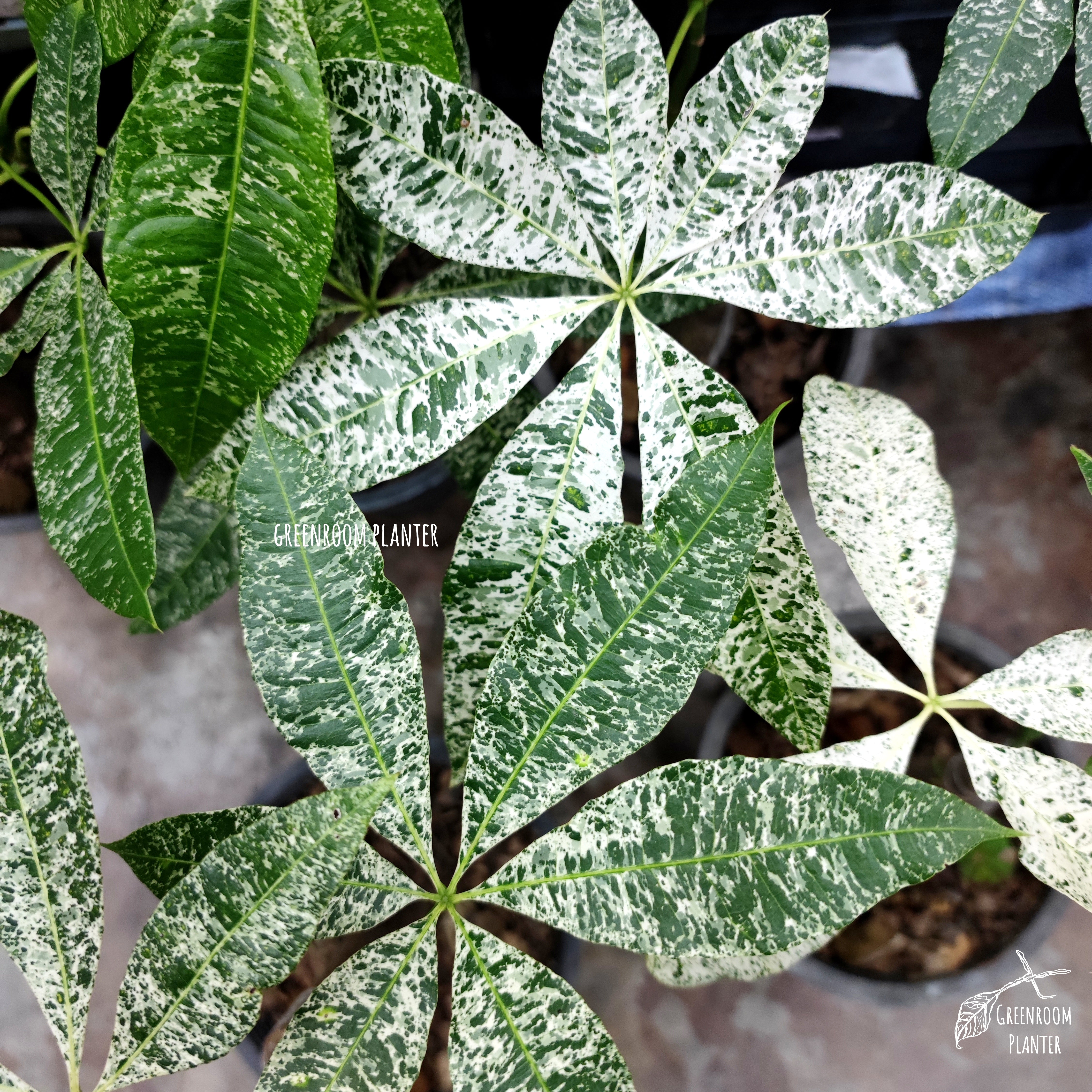 money tree plant singapore Money Tree F. Splash variegated