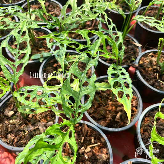 Monstera Obliqua Peru