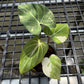 Philodendron Gloriosum Tricolor - Exact Plant (P065)