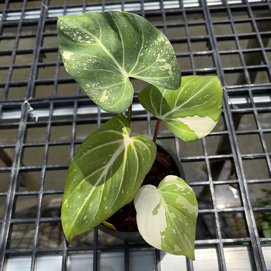 Philodendron Gloriosum Tricolor - Exact Plant (P065)