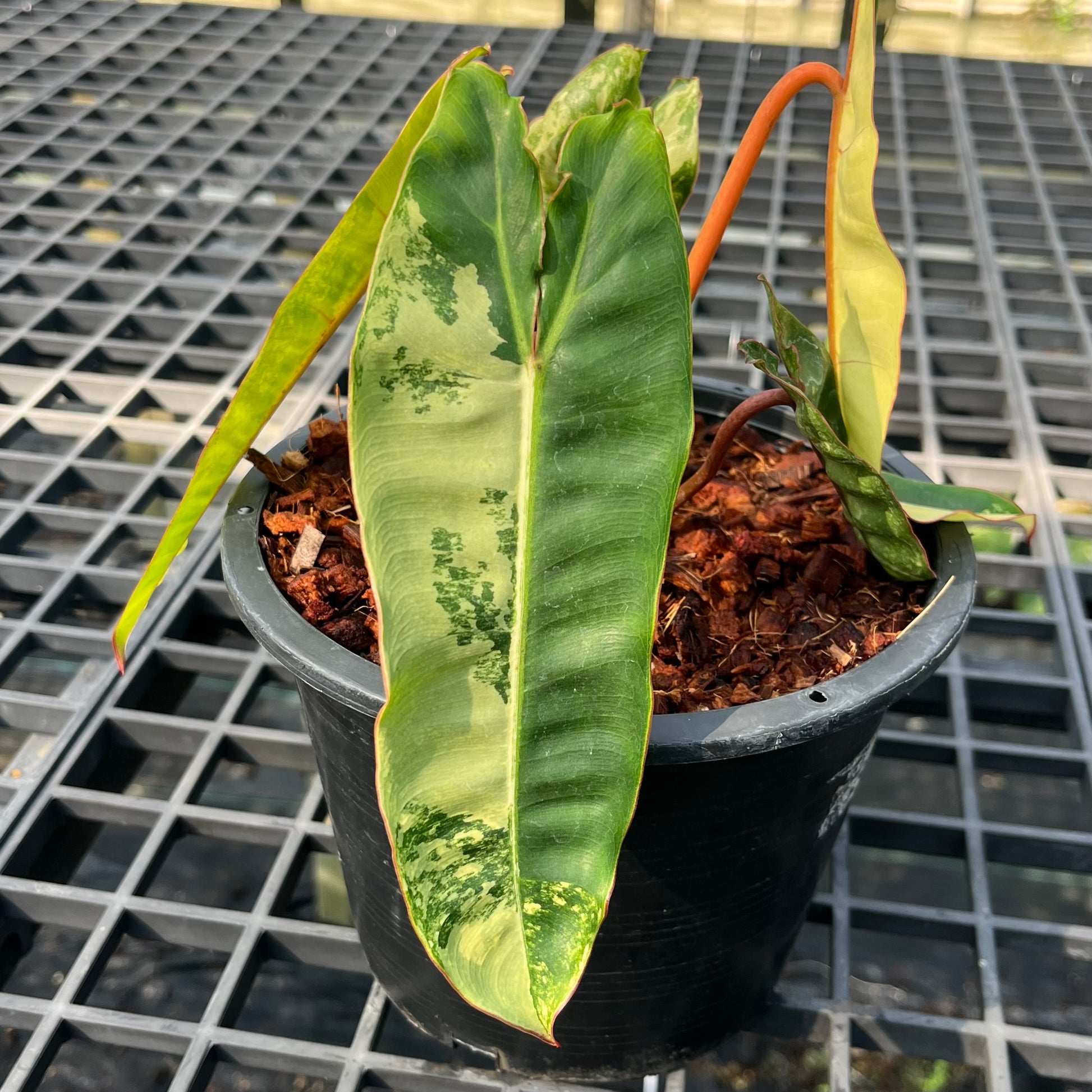 Philodendron Billietiae Variegated