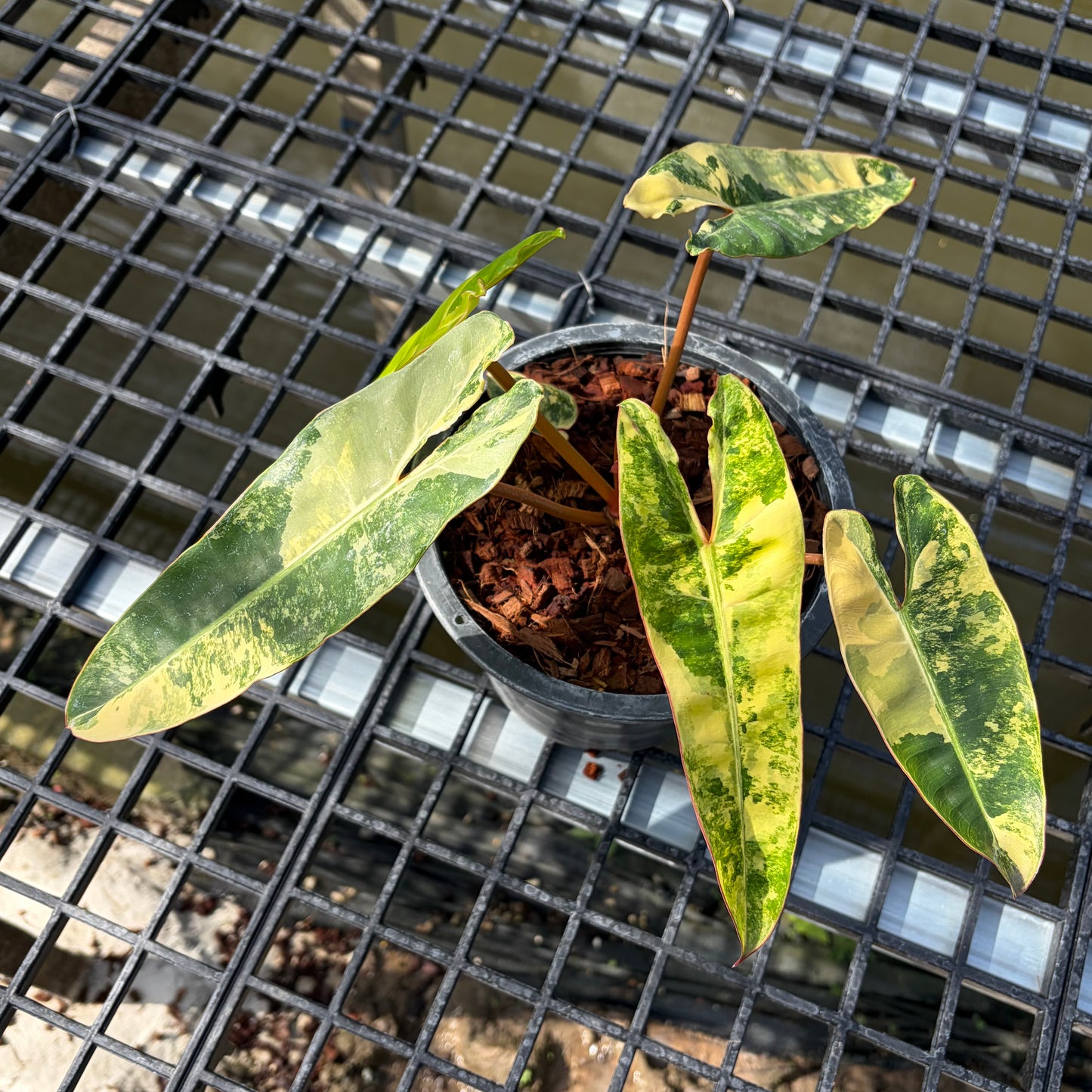 Philodendron Billietiae Variegated - Exact Plant (P058)