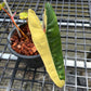 Philodendron Billietiae Variegated - Exact Plant (P067)