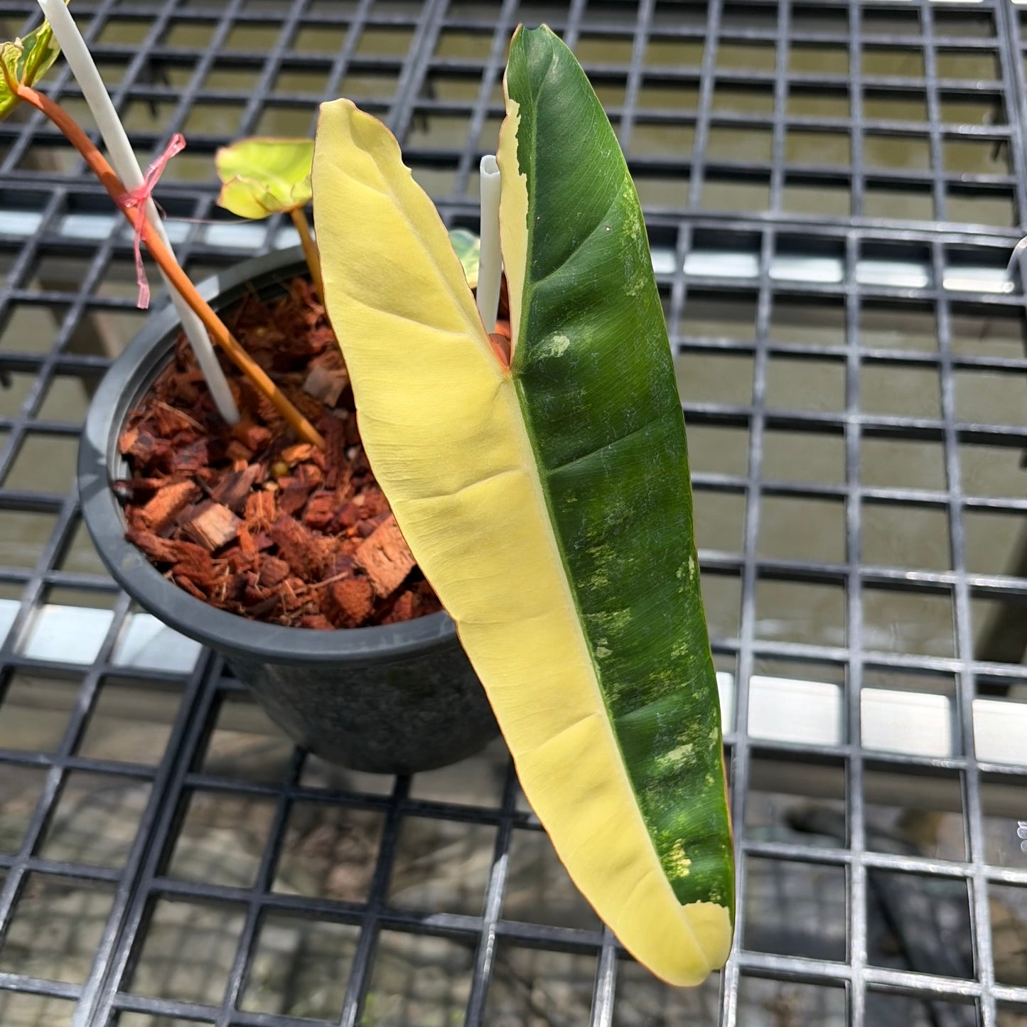 Philodendron Billietiae Variegated - Exact Plant (P067)