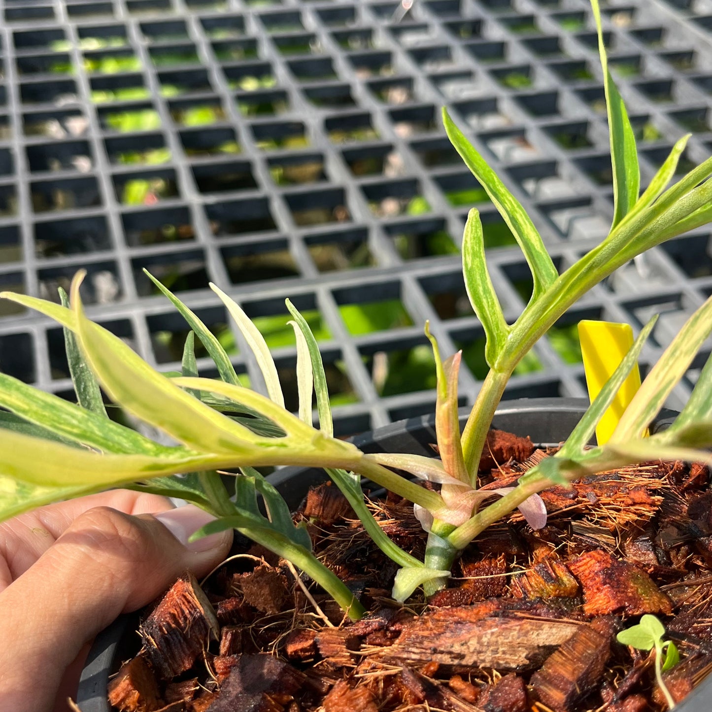 Philodendron Tortum Variegated- Exact Plant (P030)