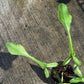 Philodendron Joepii Mint Variegated - Exact Plant (P060)