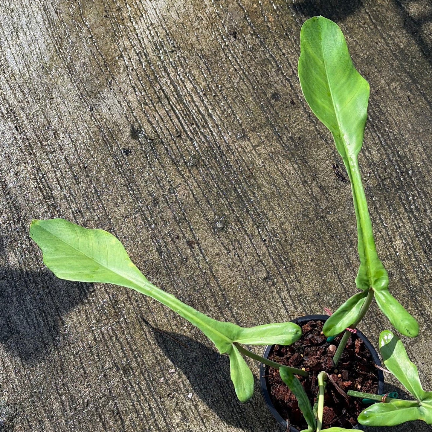 Philodendron Joepii Mint Variegated - Exact Plant (P060)
