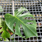 Monstera Devil Monster - Exact Plant (M034)