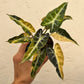 Alocasia Bambino Aurea Variegated - Exact Plant (A010)