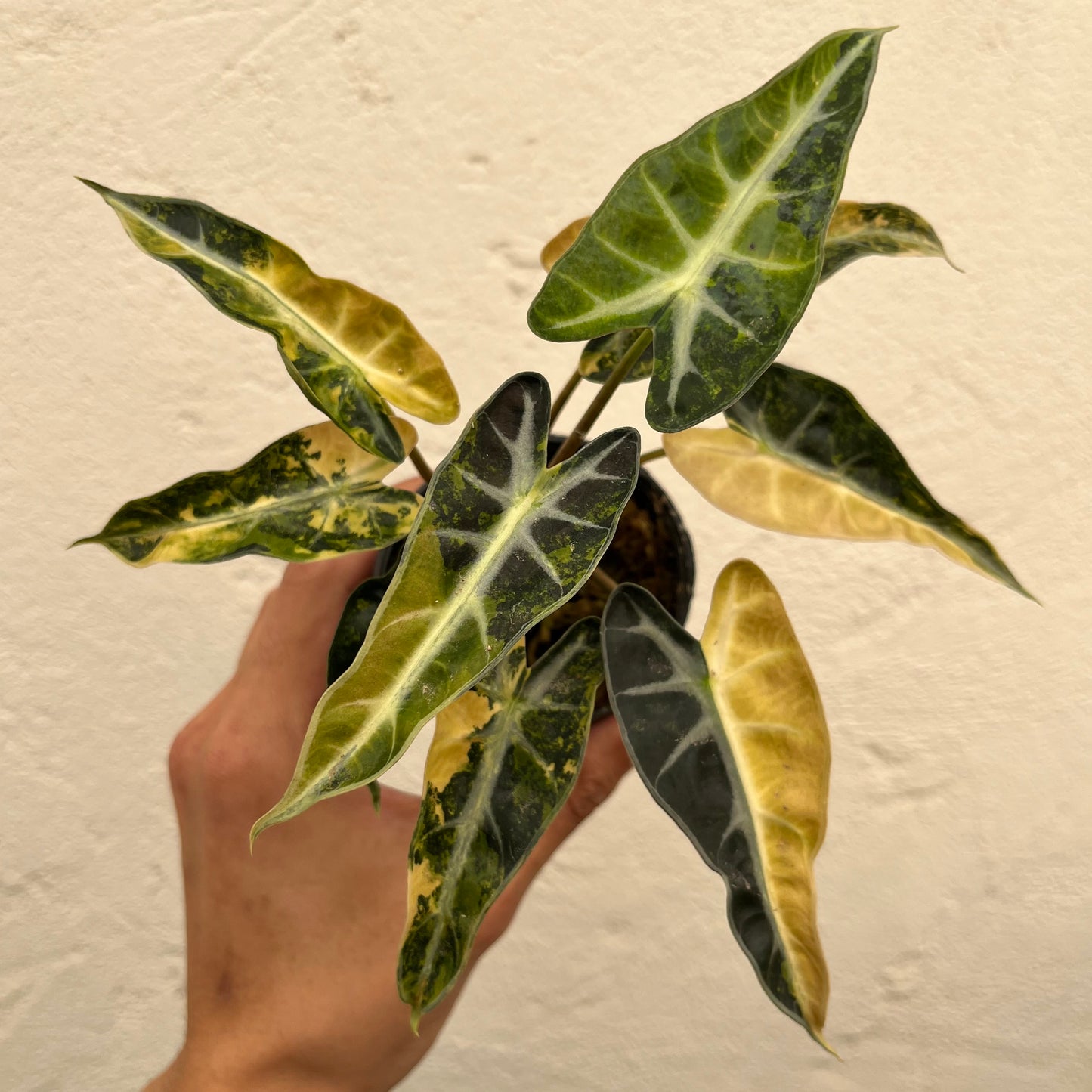 Alocasia Bambino Aurea Variegated - Exact Plant (A010)