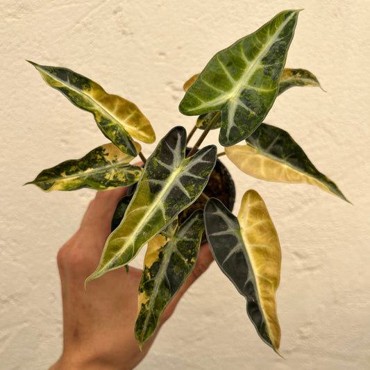 Alocasia Bambino Aurea Variegated - Exact Plant (A010)