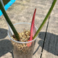 Philodendron Gloriosum Variegated Albo Type1 Rooted - Top Cutting - Exact Plant (P054)