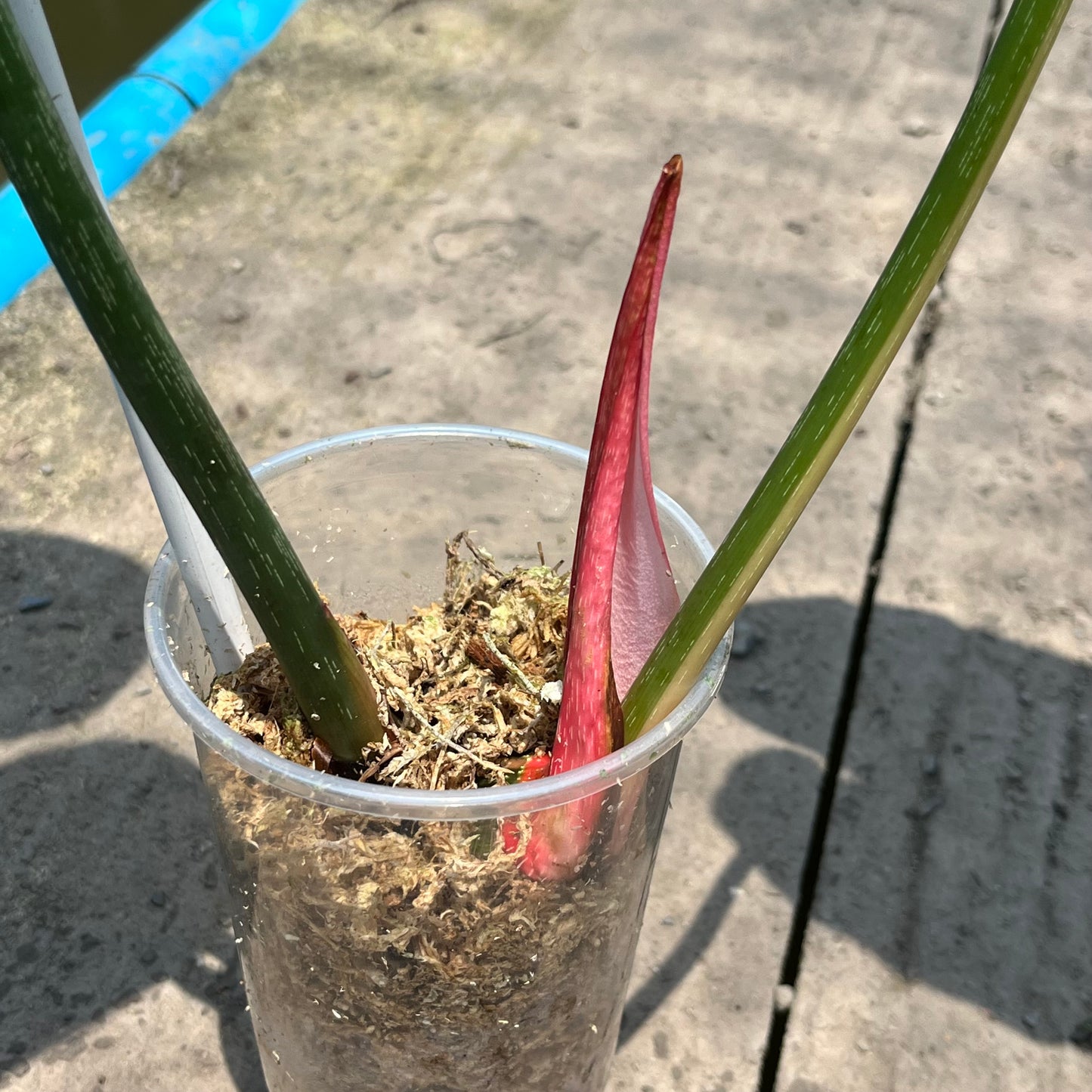 Philodendron Gloriosum Variegated Albo Type1 Rooted - Top Cutting - Exact Plant (P054)