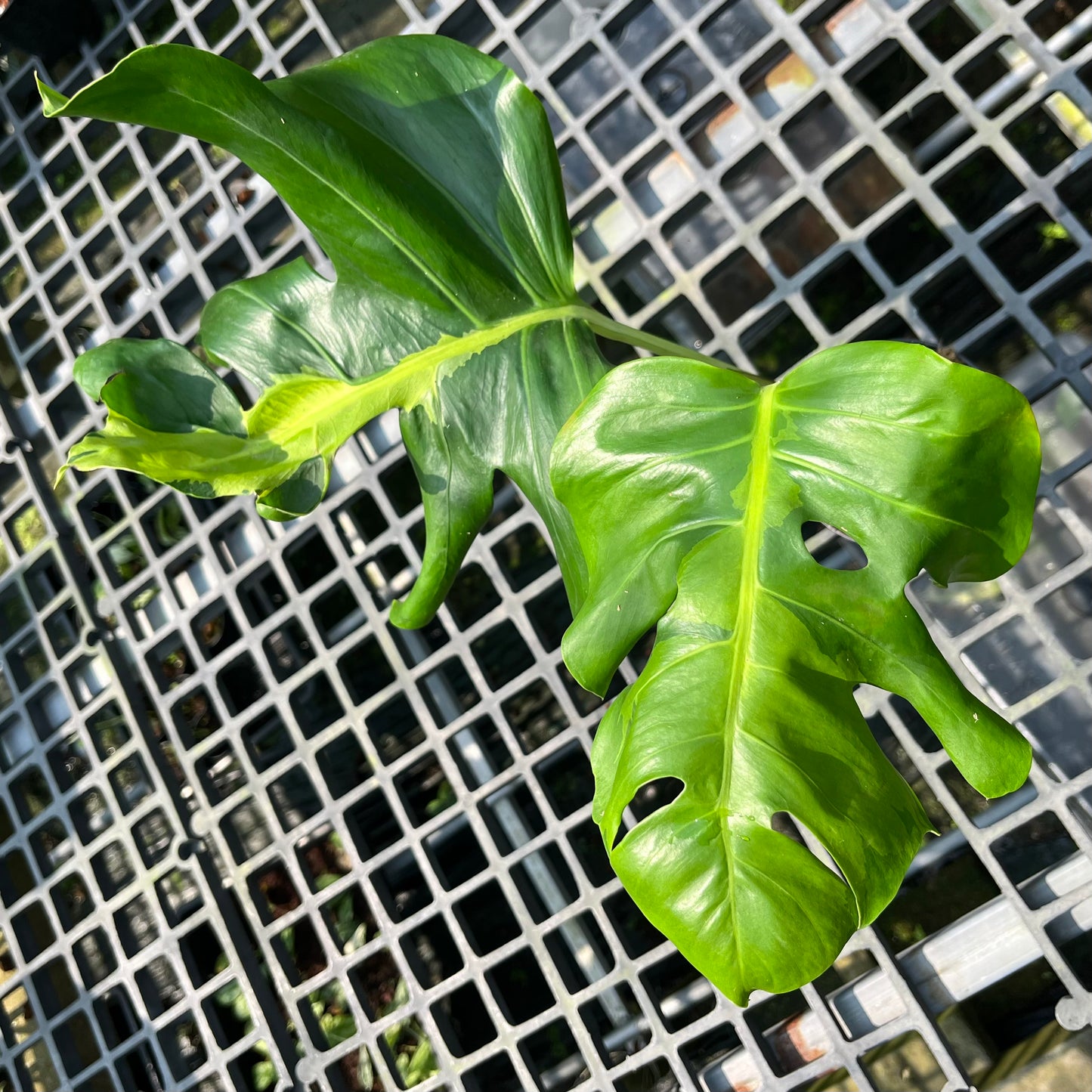 Monstera White Lava - Exact Plant (M049)