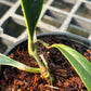 Hoya Sulawesiana Outer Variegated - Exact Plant