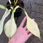 Philodendron Joepii Variegated Aurea - Exact Plant