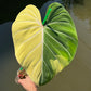 Philodendron Gloriosum Variegated Albo Type1 Rooted - Top Cutting - Exact Plant (P042)