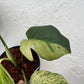 Monstera Borsigiana Mint - Exact Plant