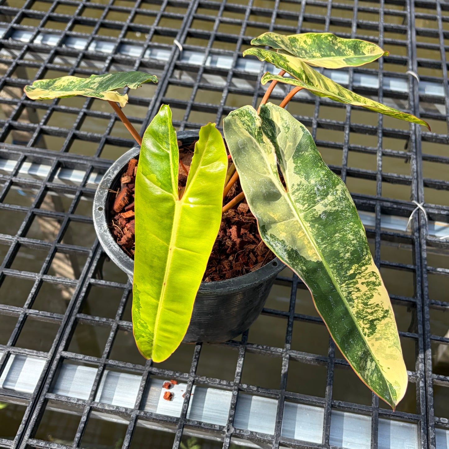 Philodendron Billietiae Variegated - Exact Plant (P058)