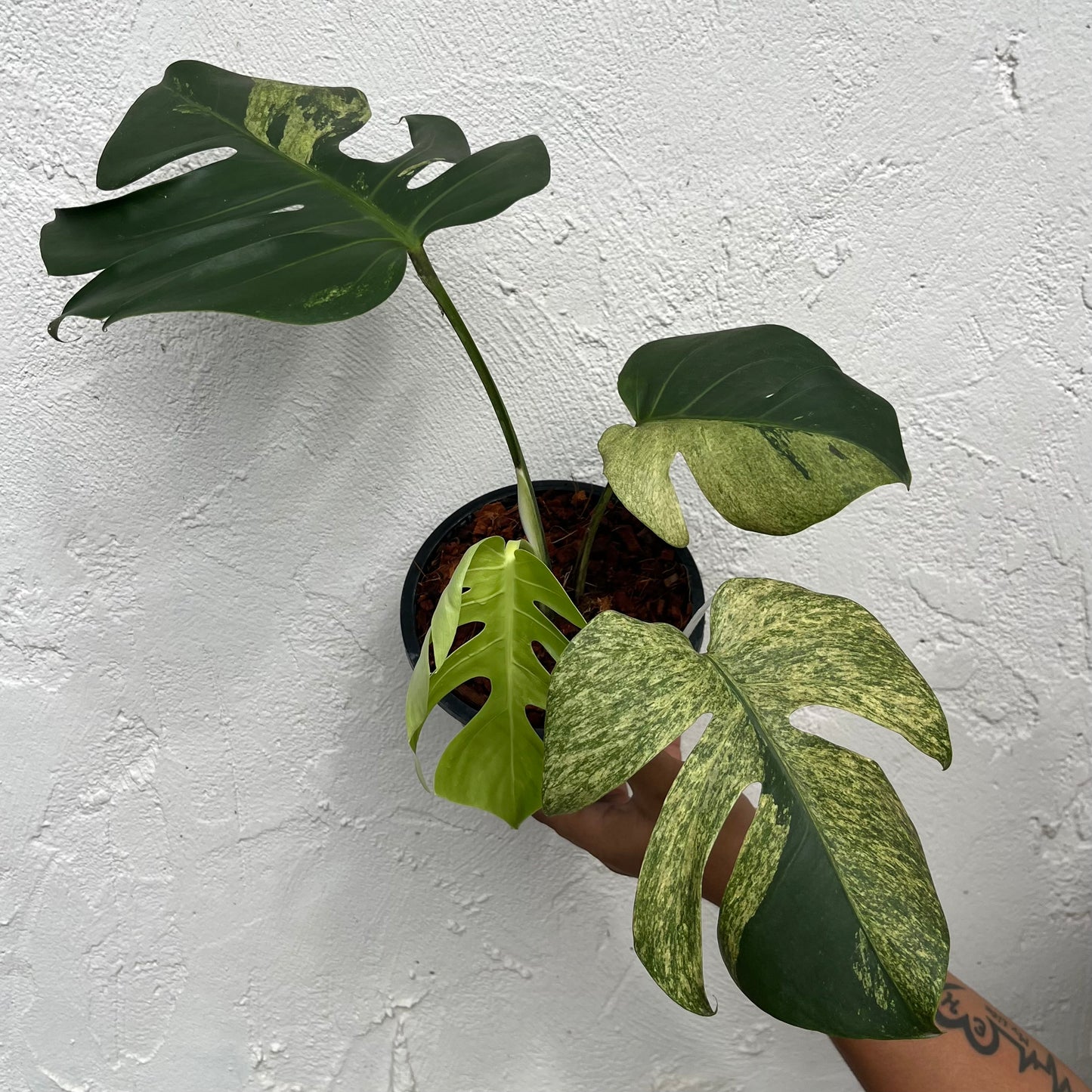Monstera Borsigiana Mint - Exact Plant