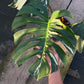 Monstera Borsigiana x Mint ‘Jungle’ - XXL Size - Exact Plant (M040)
