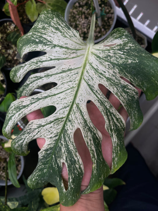 Monstera Devil Monster