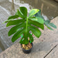 Monstera Deliciosa LionFish - Exact Plant (M046)