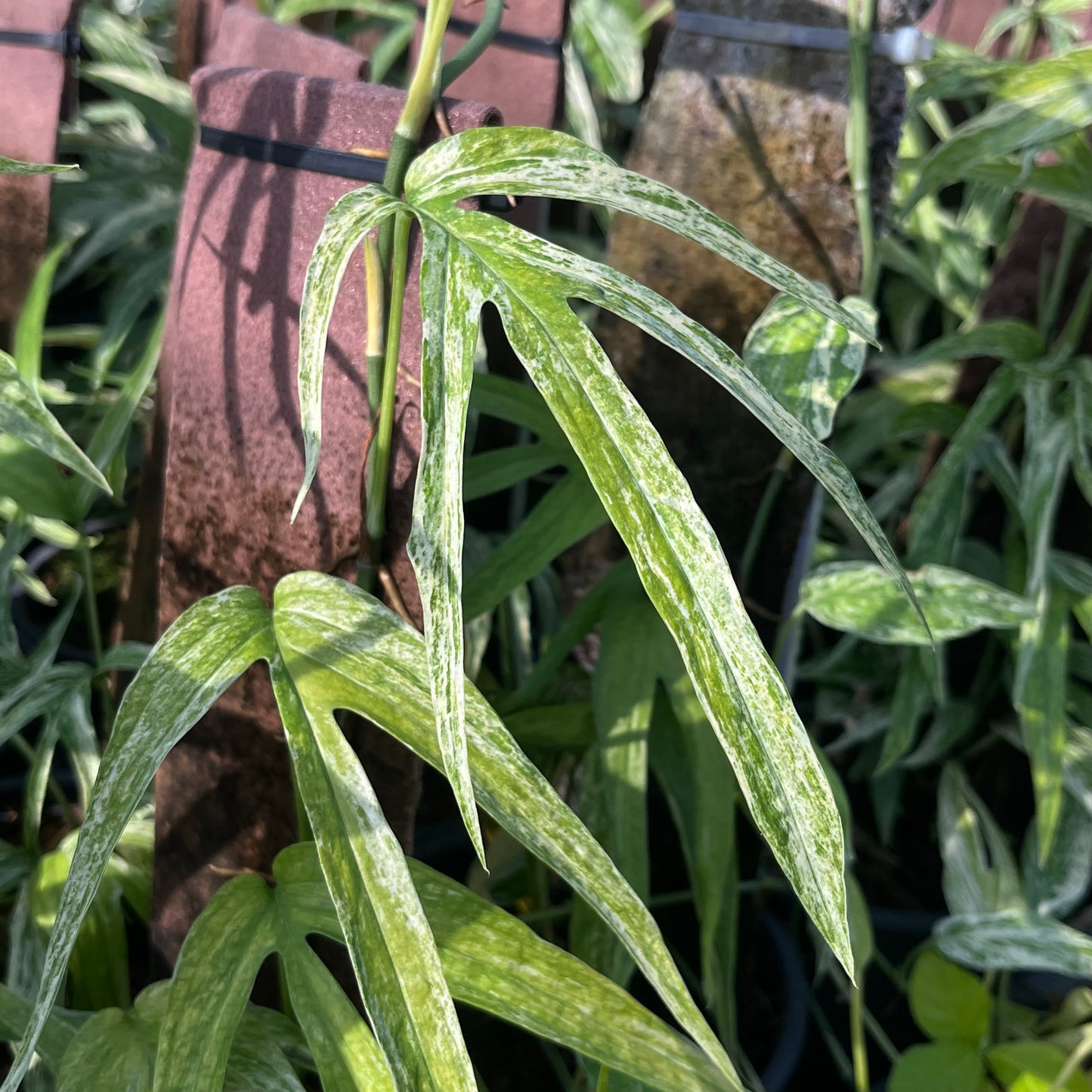 Amydrium Zippelianum Variegated