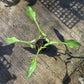 Philodendron Joepii Mint Variegated - Exact Plant (P060)