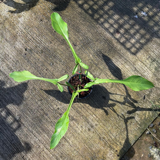 Philodendron Joepii Mint Variegated - Exact Plant (P060)