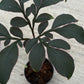 Amorphophallus Saururus