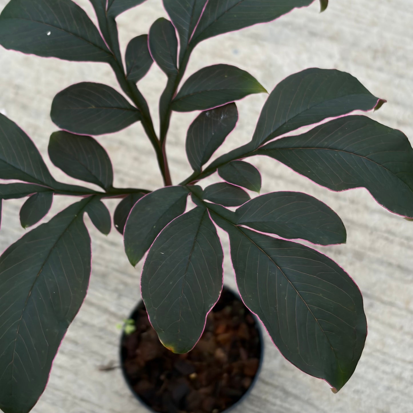 Amorphophallus Saururus