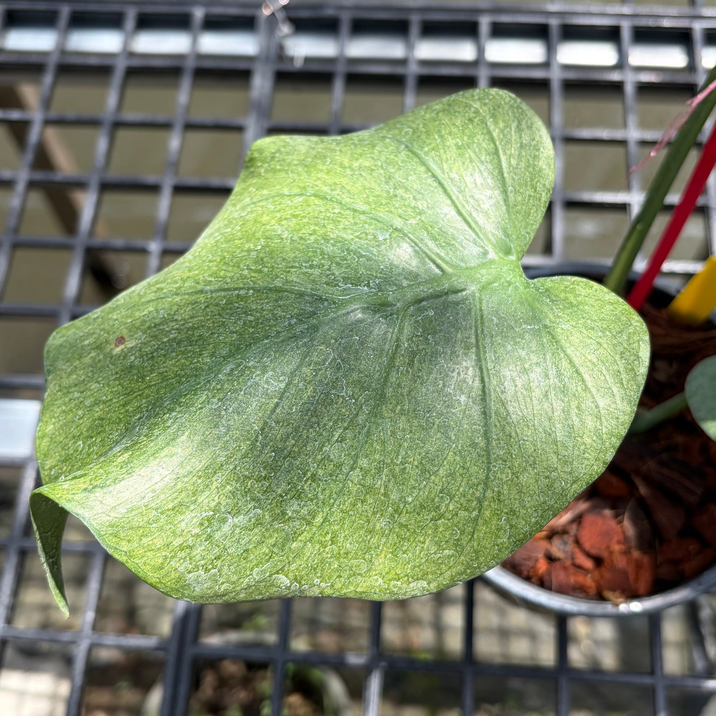 Monstera Jade Goblin - Exact Plant (M056)