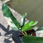 Epipremnum Giganteum White Pearl - Exact Plant (EP011)
