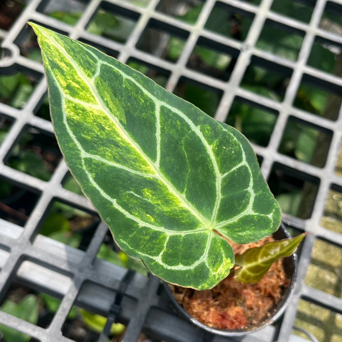 Anthurium Crystallinum Variegated - Exact Plant