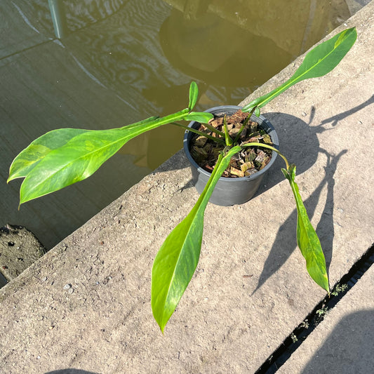 Philodendron Joepii Variegated - Exact Plant (P040)