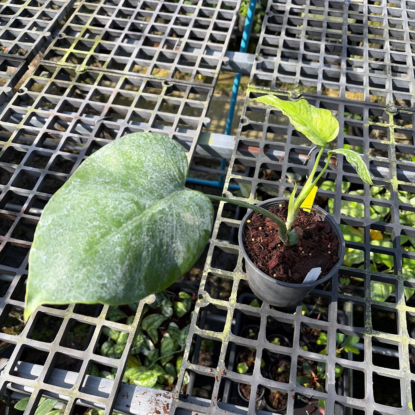 Monstera Bosigiana ‘Devil Monster’ - Small Form of Devil - RARE - Exact Plant (M055)