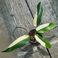 Epipremnum Gigantuem White Pearl