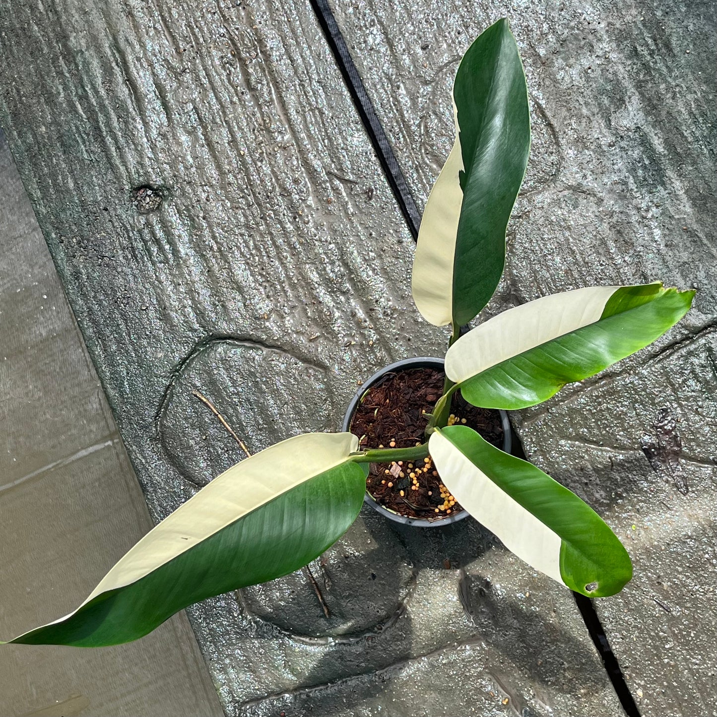 Epipremnum Gigantuem White Pearl