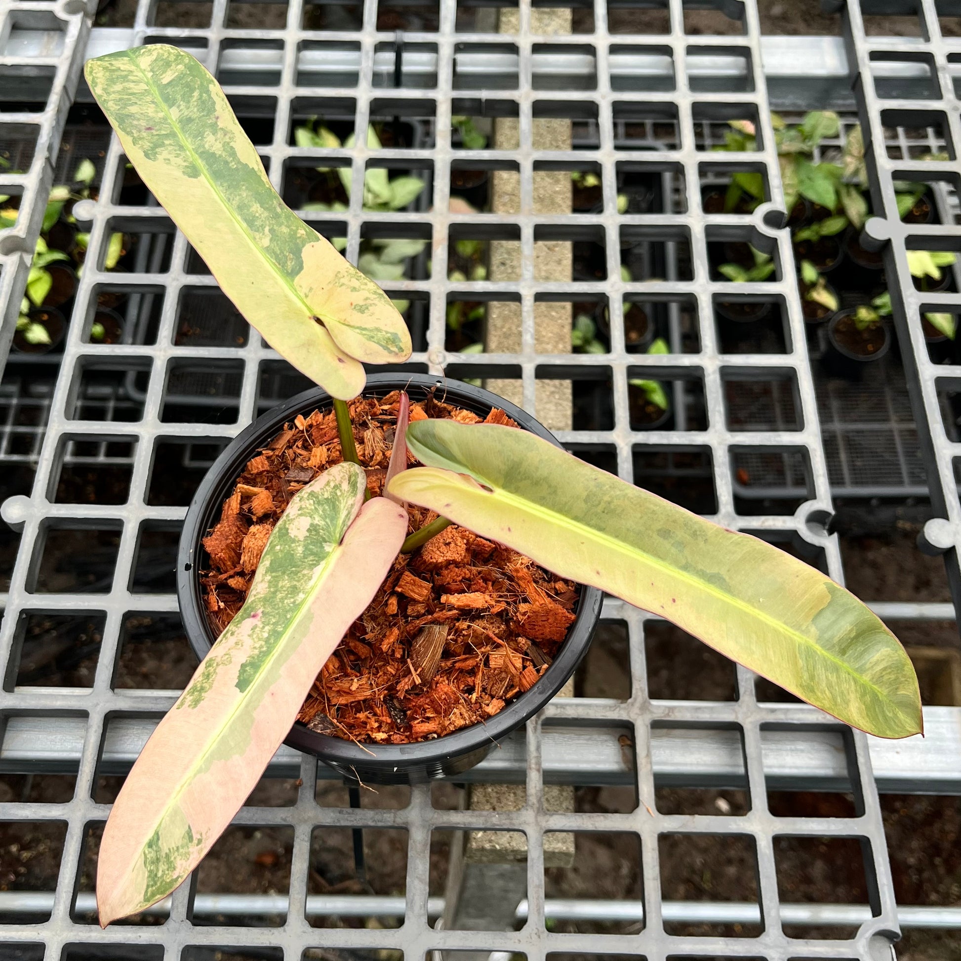 philodendron atabapoense buy Philodendron Atabapoense variegated