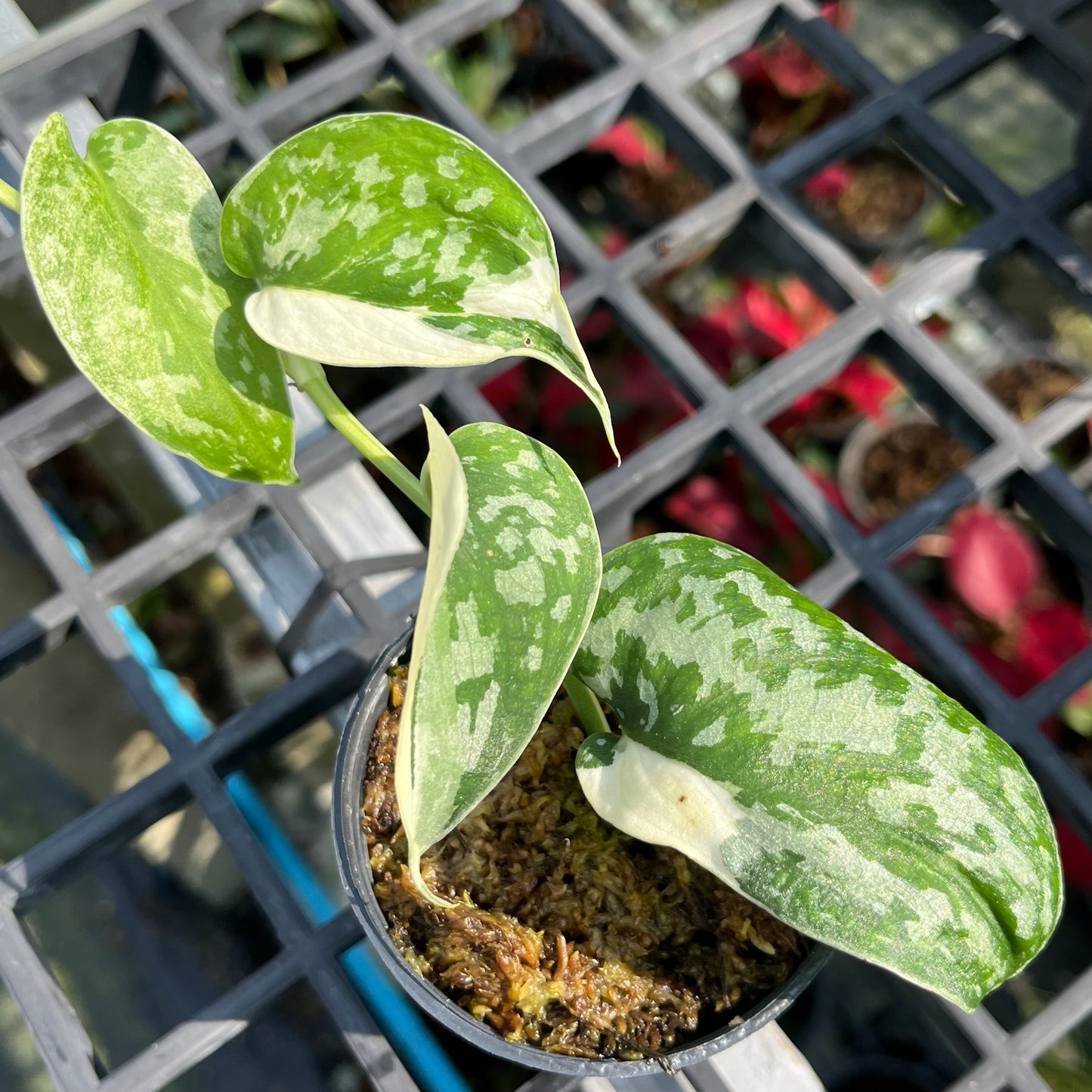Scindapsus Mayari Variegated