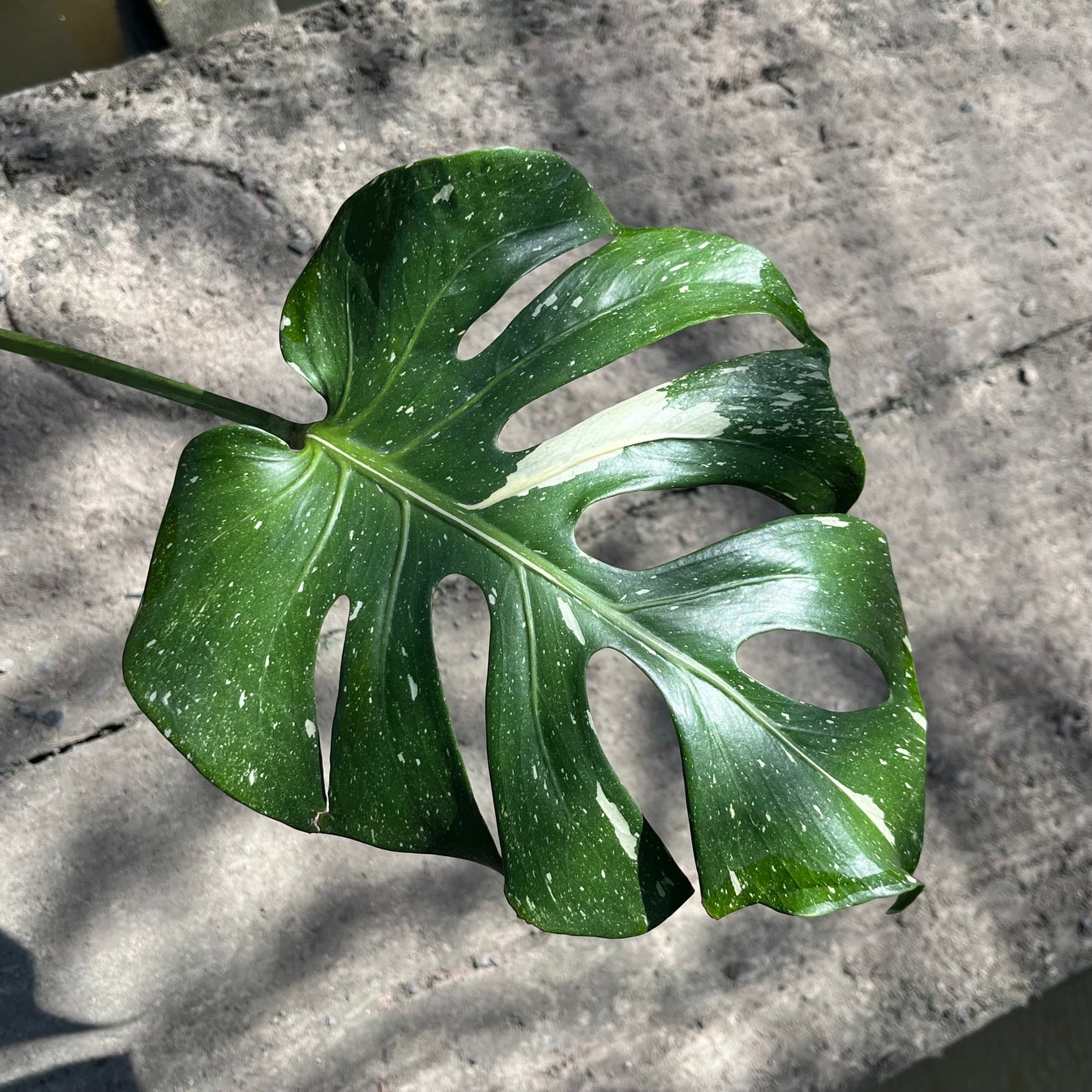 Monstera Deliciosa Fish Bone - Exact Plant (M035)